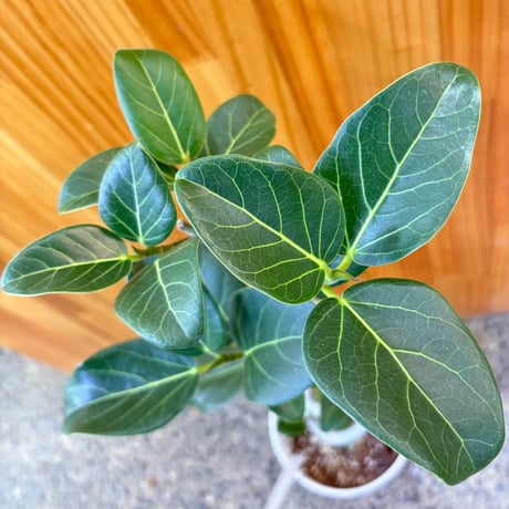 フィカス | STORES