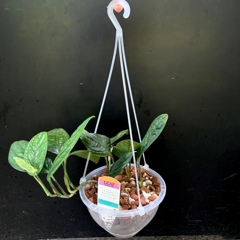※希少※モンステラ　シャトルウィング　ココスティック仕立て　４号鉢 Amazon｜PLANCHU 観葉植物 モンステラ ジェイドシャトルコック 4