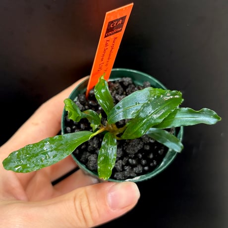 ブセファランドラ | STORES