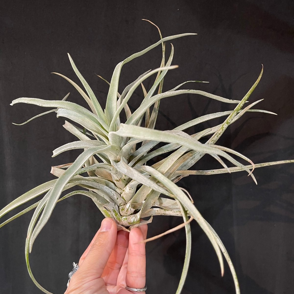 Tillandsia uruguayensis ex. EJG 分け株 欧州産 【公式通販】