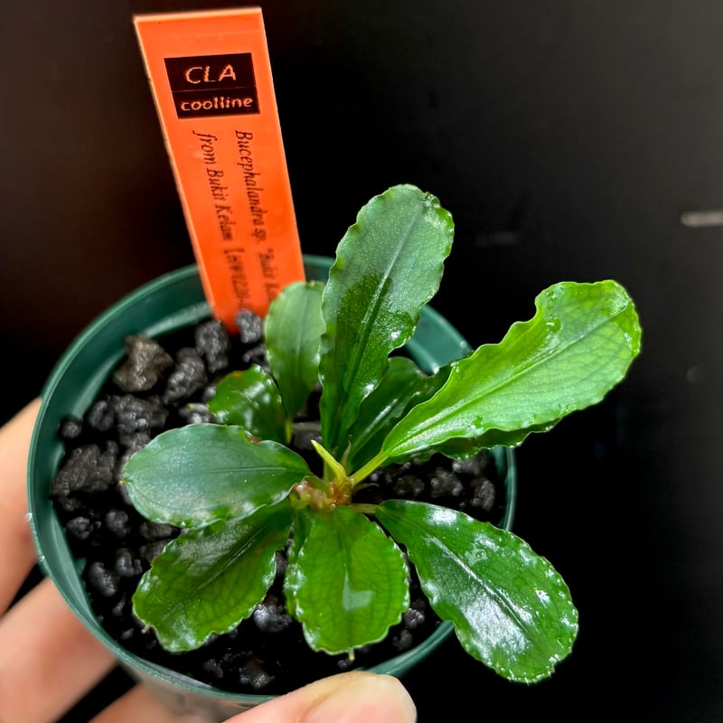 Bucephalandra sp.\"Bukit Kelam-2\"(タグ付き) CLA】Bucephalandra sp. 