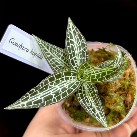 ジュエルオーキッド シストーキスsp.スマトラセット ジュエル