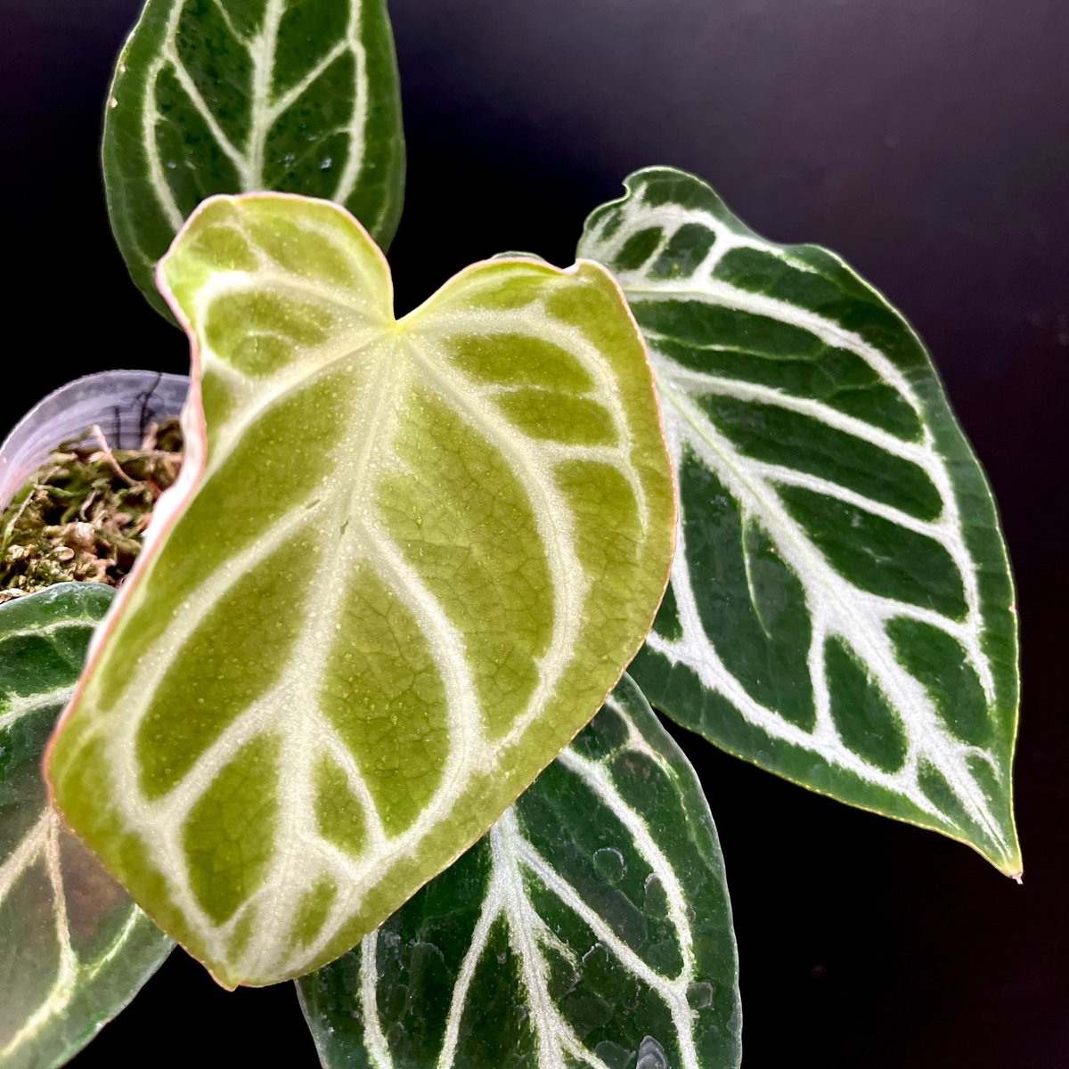 アンスリウム ドラヤキ | hanatsumugi GREEN