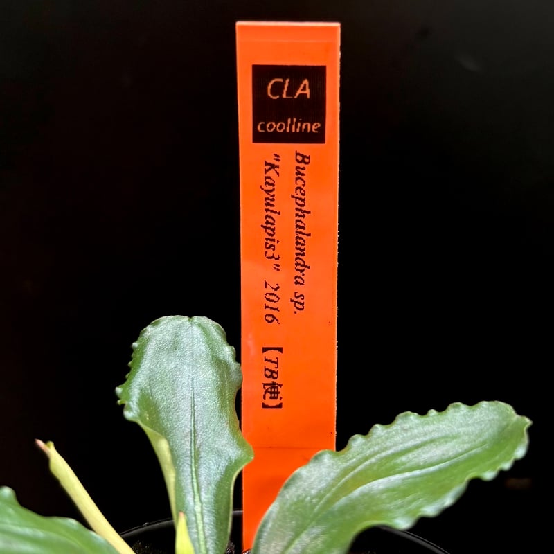 CLA】Bucephalandra sp. 
