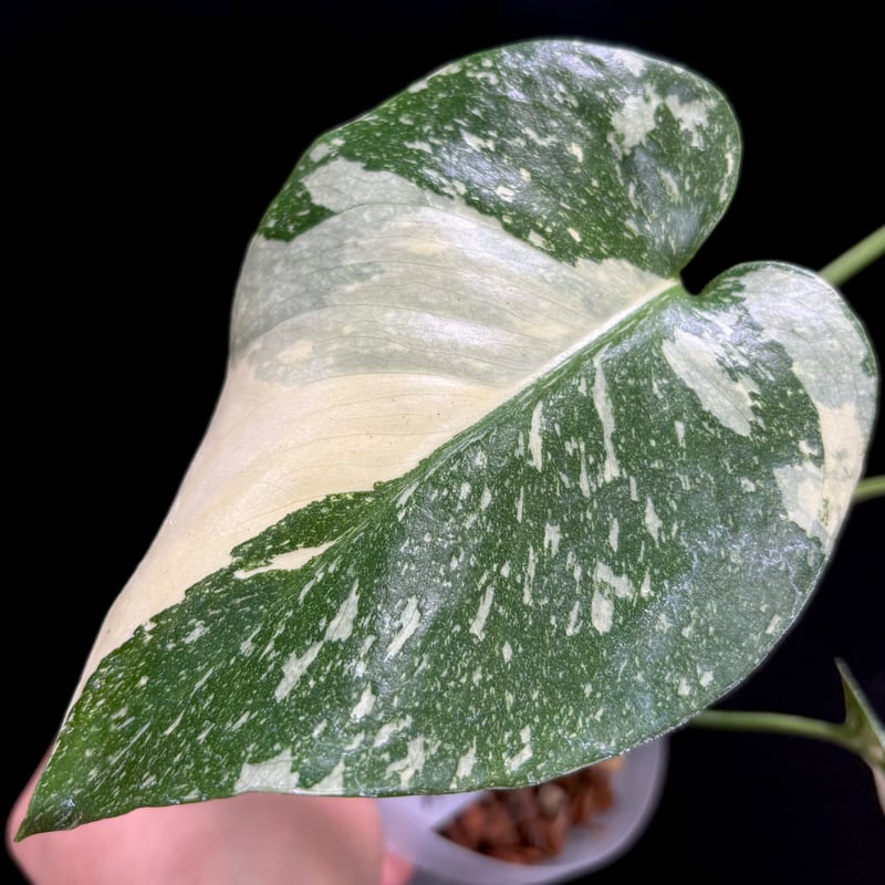 Monstera 'Creme Brulee'(1点物:no.2) | hanatsumugi