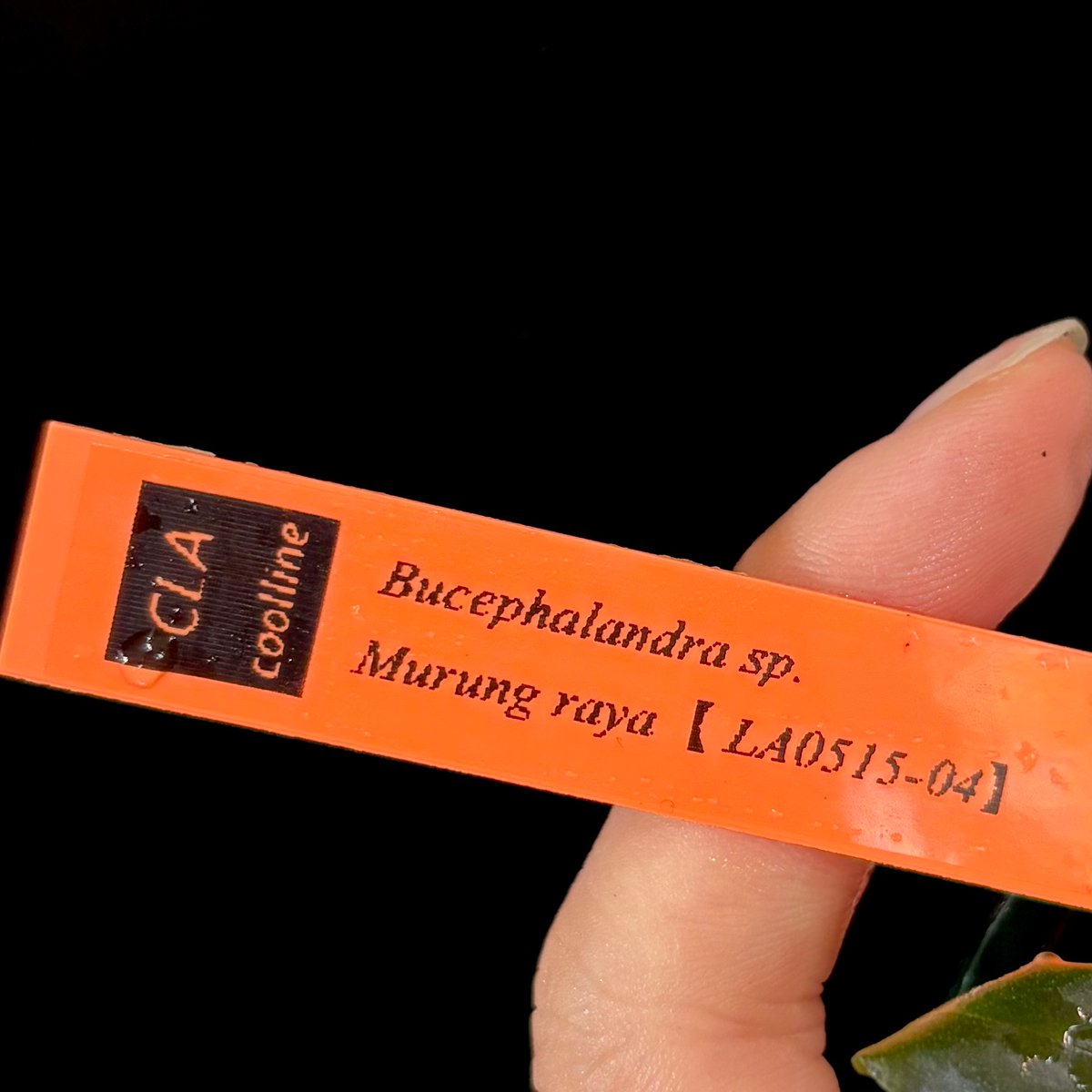 CLA】Bucephalandra sp. Murung raya 【 LA0515-04】