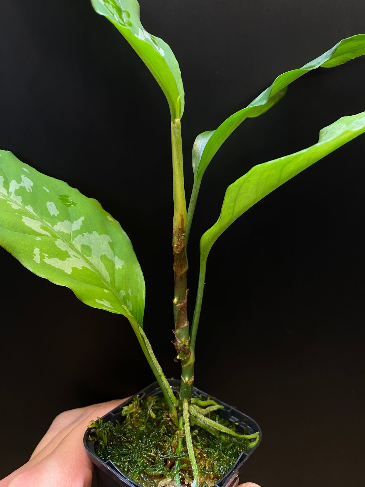 TK便]Aglaonema nebulosum Selangor Timur TK23091...