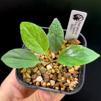 Homalomena sp. Sumatera Barat TK0425-1【Homa-000