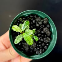 CLA】Bucephalandra sp. 