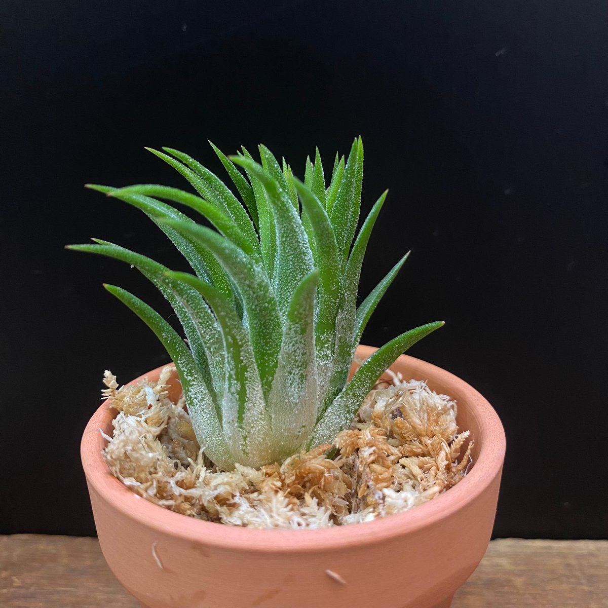 Tillandsia ionantha 'Apretado BRT' | hanatsumug