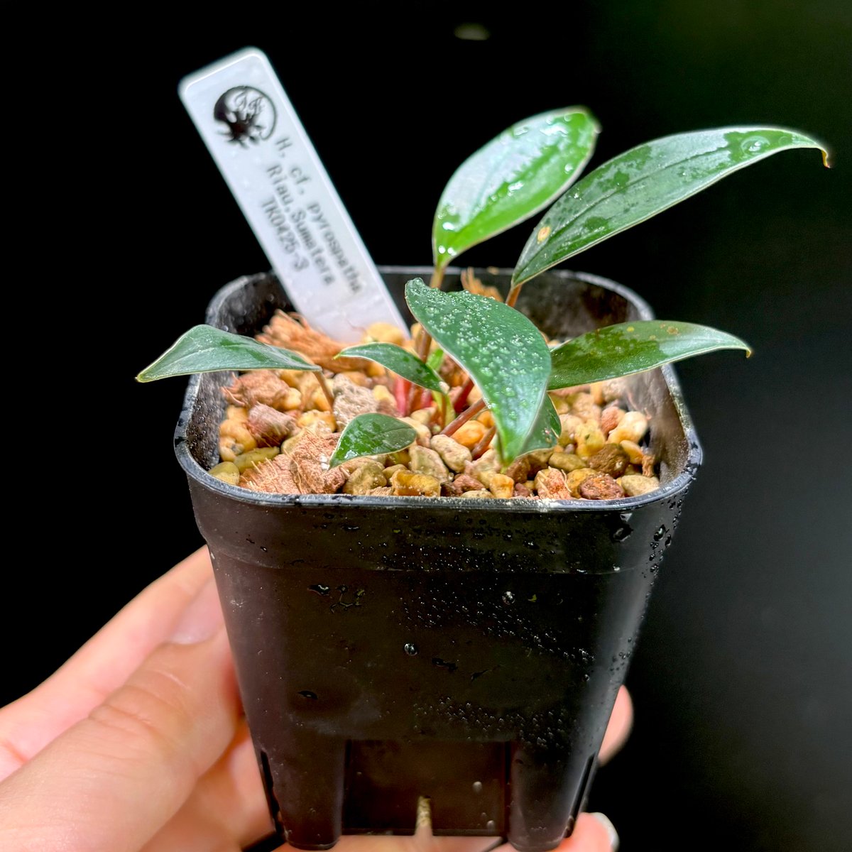 H. cf. pyrospatha Riau, Sumatera TK0425-3【Homa-