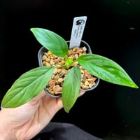 Homalomena sp. Payakumbuh TK0425-3【Homa-0002】 |