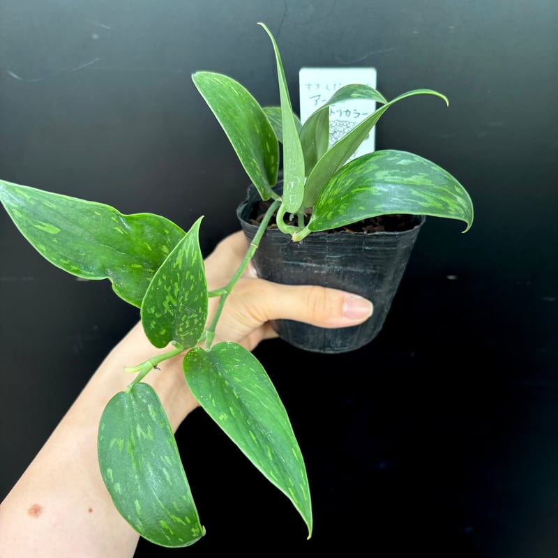 超レア　スキンダプサス　YUSAN ̤̮ こんにちは 本日はコチラ ・scindapsus yusan ついにお披露目です