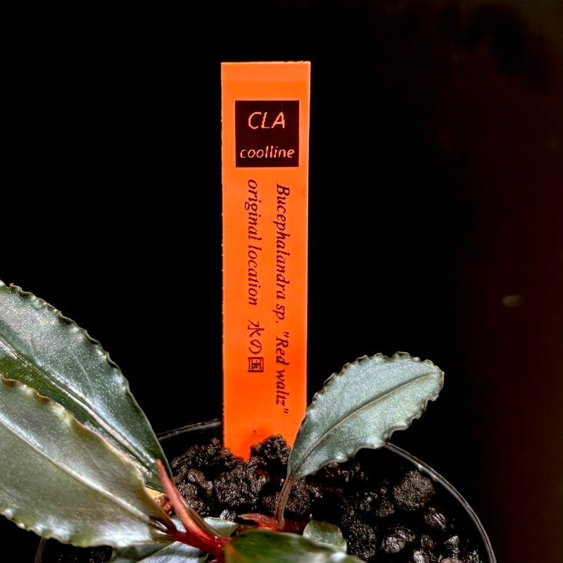 Bucephalandra sp.Red l 水の国 CLA】Bucephalandra sp. 