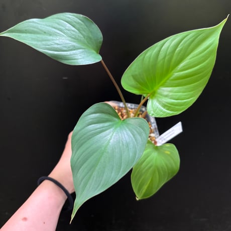 o*n様 Homalomena from Kalimantan ホマロメナ o*n様 Homalomena from Kalimantan ホマロメナ