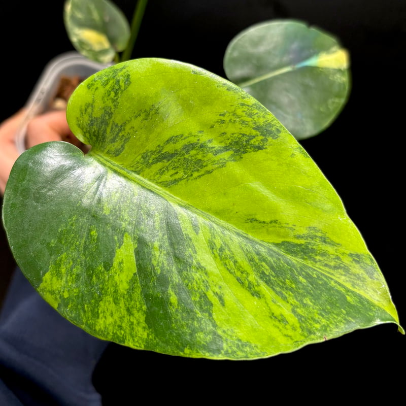 Monstera deliciosa 'Aurea'(1点物:no.3) | hanatsum