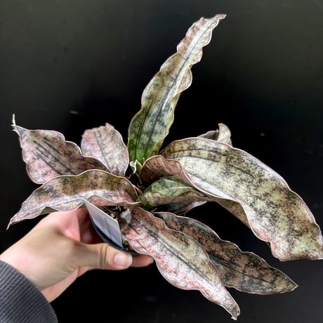 サンスベリア | STORES