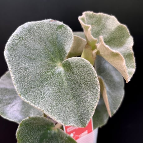 green bottle❣️Begonia ベゴニアおまとめ GLXYc-1awAAjGmI.jpg:large