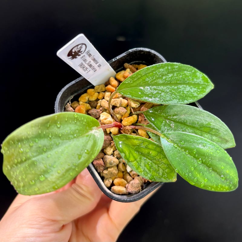 正規タグ付き　Homalomena sp. \" 紅明 \" Homalomena sp. 