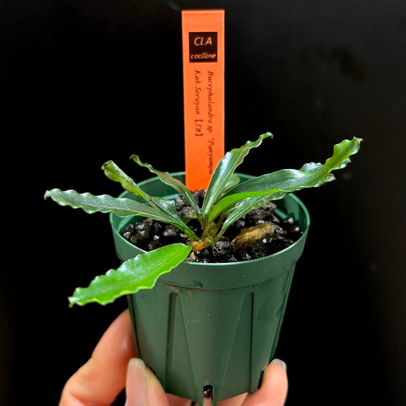 CLA】Bucephalandra sp. 