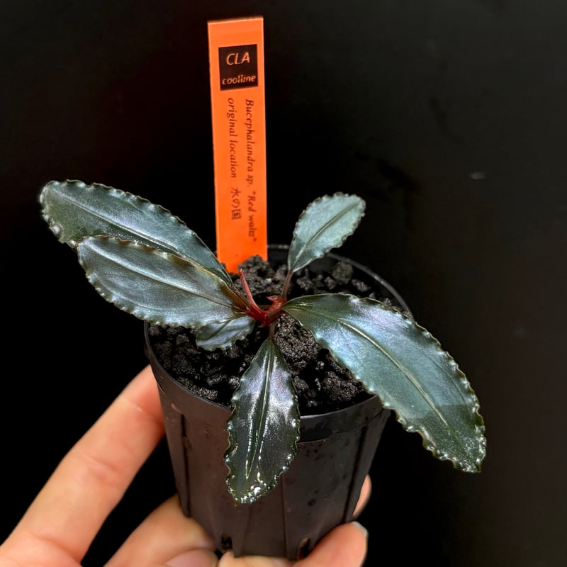 CLA】Bucephalandra sp. 