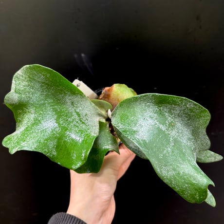 hide3060さま専用　nadare ビカクシダ fit=scale-down,w=1200