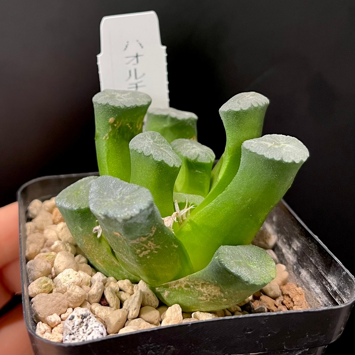 ハオルチア 特選ガラス窓万象 | hanatsumugi GREEN