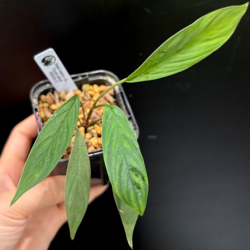 Homalomena sp. Payakumbuh TK0425-2【Homa-0018】 |