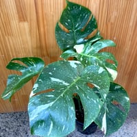 Monstera deliciosa Bulbasaur(1点物:no.1) | hanats