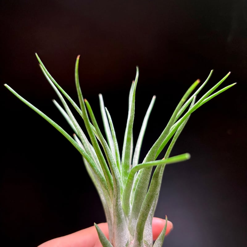 T.ionantha 'Fire of Tinco' × T.bulbosa 'Belize'