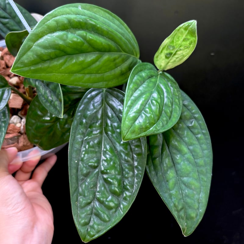 モンステラ SPペルー シャトルコック斑入 ねこチップ 透明