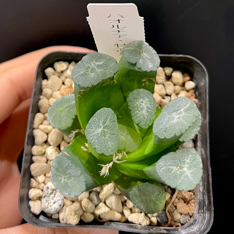 ハオルチア 特選ガラス窓万象 | hanatsumugi GREEN