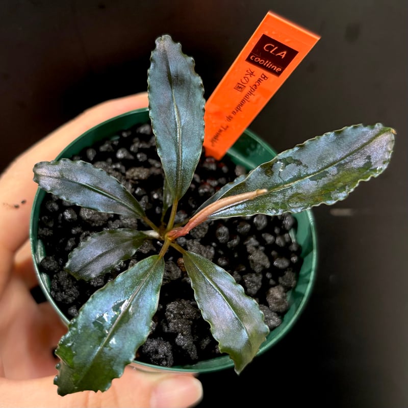 CLA】Bucephalandra sp. 