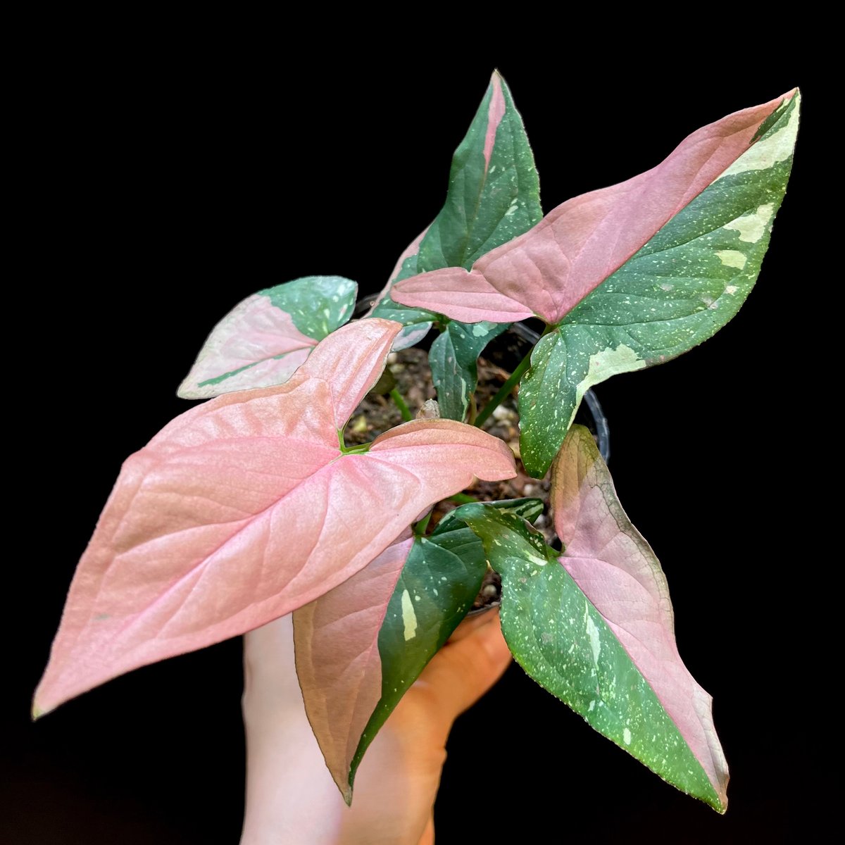 シンゴニウム レッドスポット トリカラー | hanatsumugi GREEN シンゴニウム レッドスポット トリカラー | hanatsumugi GREEN