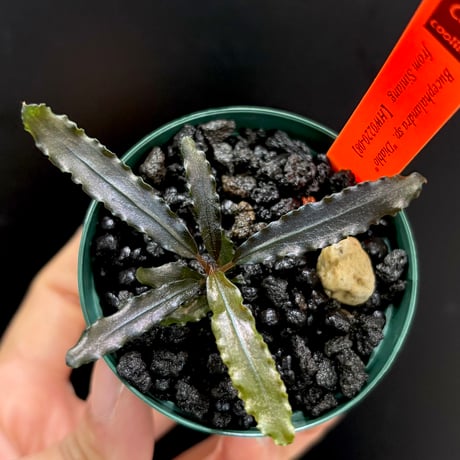 CLA】Bucephalandra sp. 