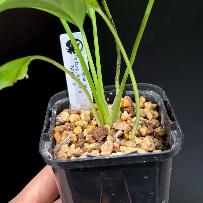 ホマロメナ Homalomena cf.pyrospatha TK0425-3