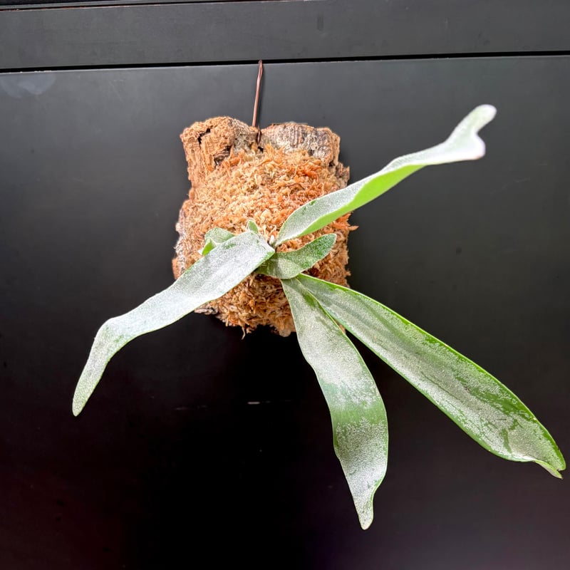 ビカクシダ　ベイチーコルク付け ビカクシダ ベイチー コルク付け