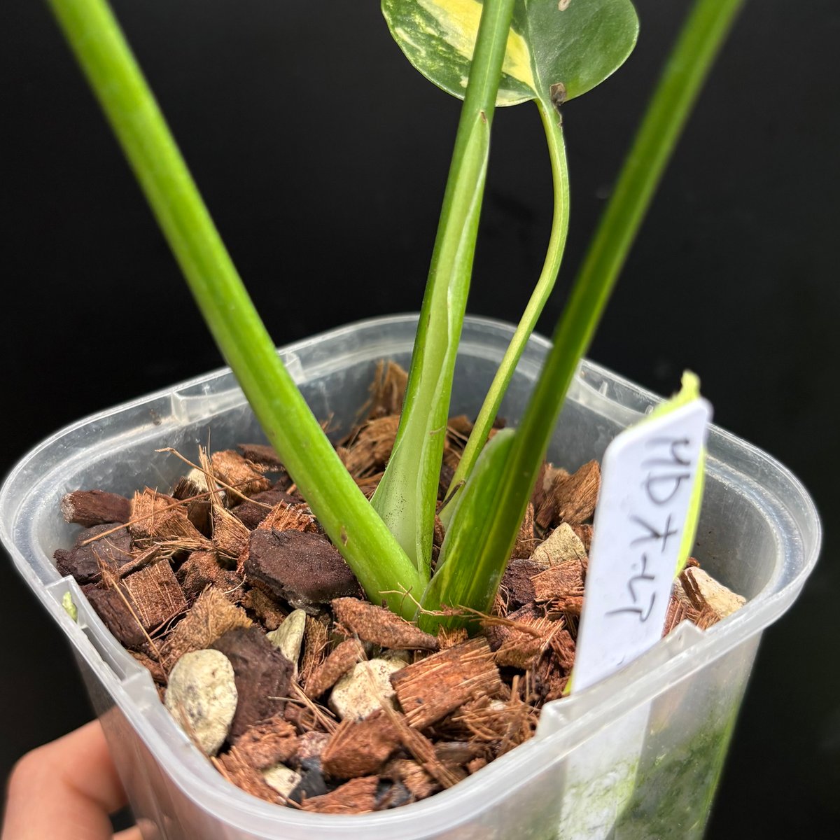 Monstera deliciosa 'Aurea'(1点物:no.3) | hanatsum