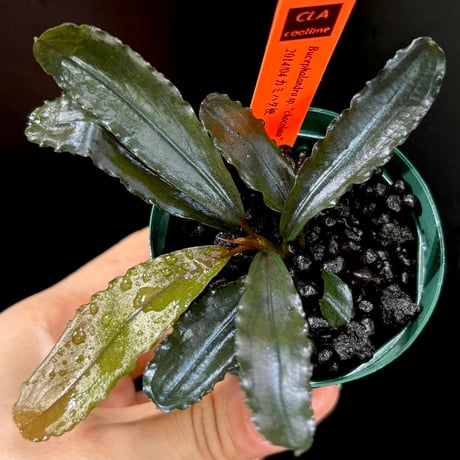 ブセファランドラ Varigata Powder ブセファランドラ | STORES