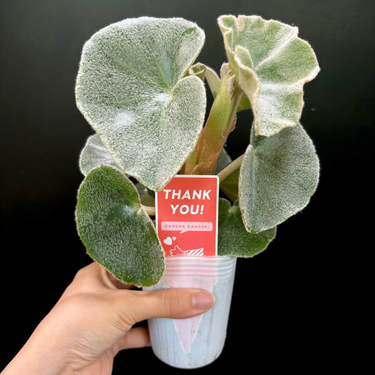 ひでぼの Begonia nahangensis ベゴニア　中サイズ4 ひでぼの Begonia nahangensis ベゴニア 中サイズ4 ひでぼの様