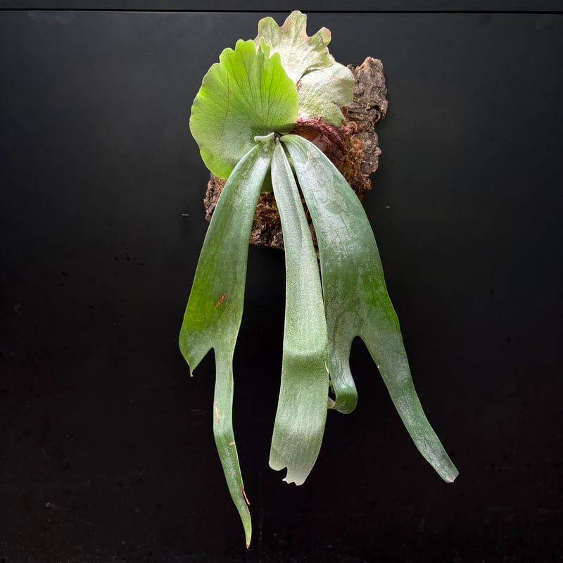 ビカクシダ ウィリンキー バクテリア コルク付け2 willinckii'Bacteria