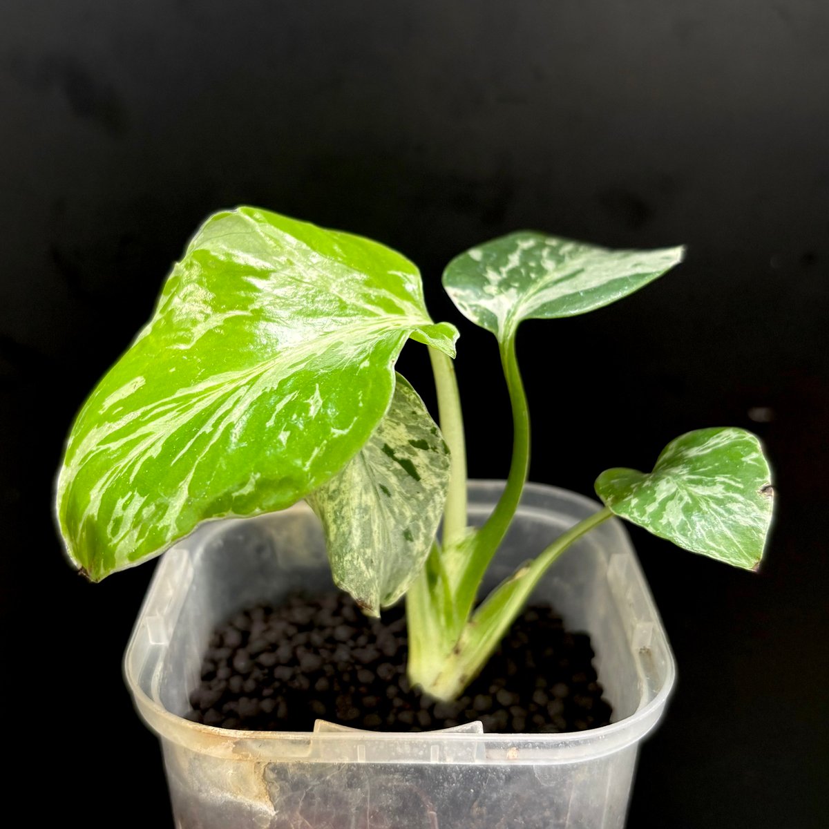 Monstera deliciosa Bulbasaur(1点物:no.1) | hanats