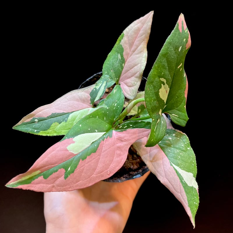 シンゴニウムトリカラー&レッドラーバーミックス シンゴニウム レッドスポット トリカラー | hanatsumugi GREEN