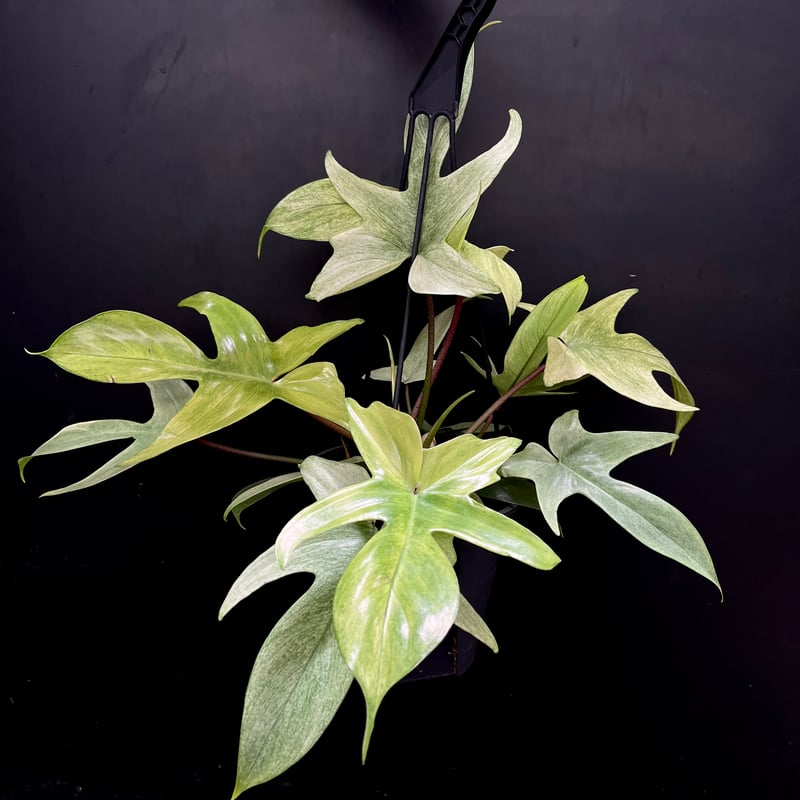 フィロデンドロン フロリダゴーストミント | hanatsumugi GREEN