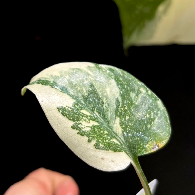 ヒ*毛様 Q009Monstera Creme Brulee モンステラ・クレー Monstera 'Creme Brulee'(1点物:no.2) | hanatsumugi