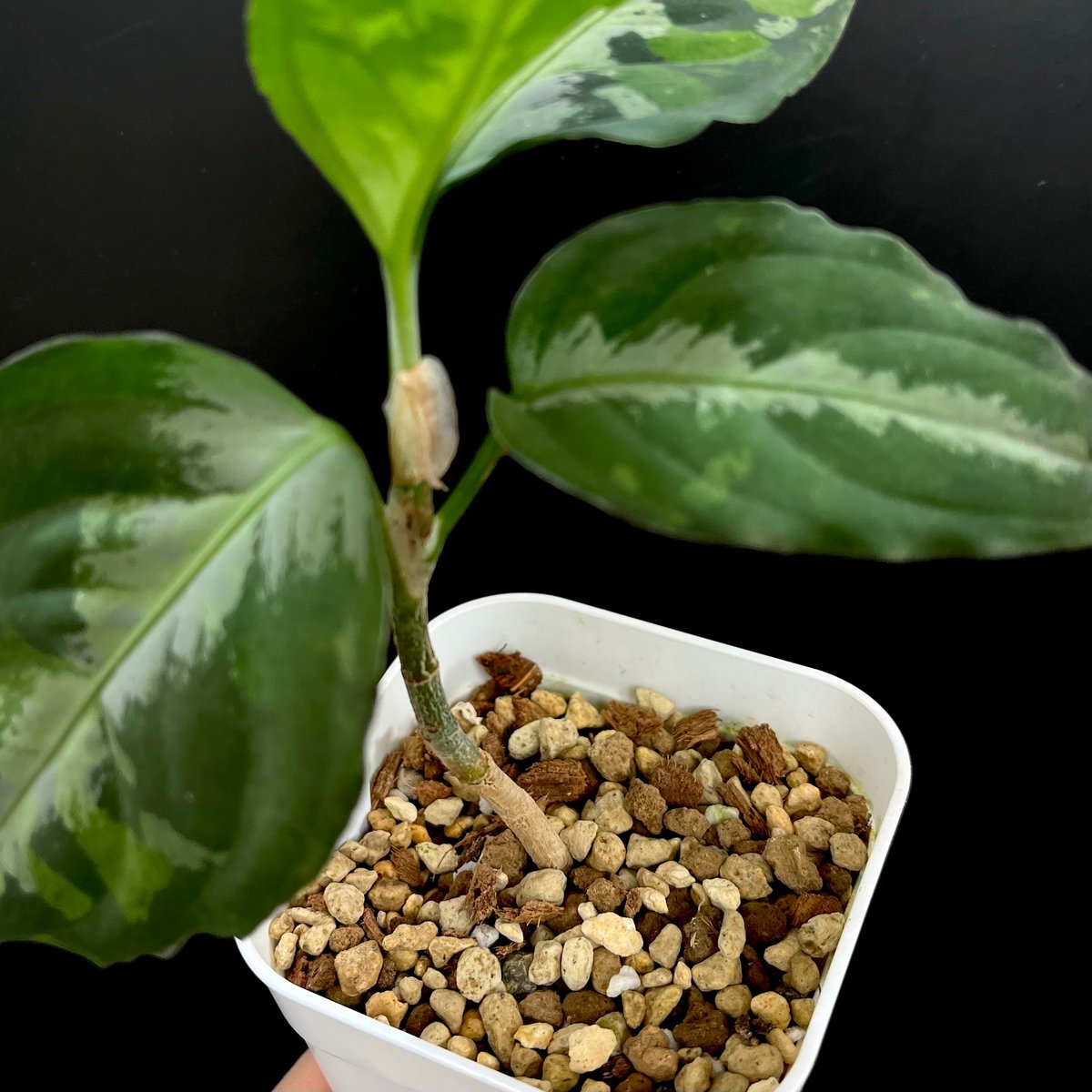 アロイド確認用 Original Soil（アロイド専用）5L | hanatsumugi GREEN