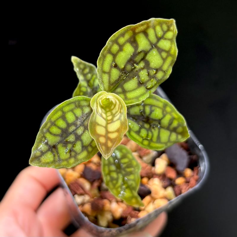 THE GAKI】Cystorchis variegata Green Type F1実生株