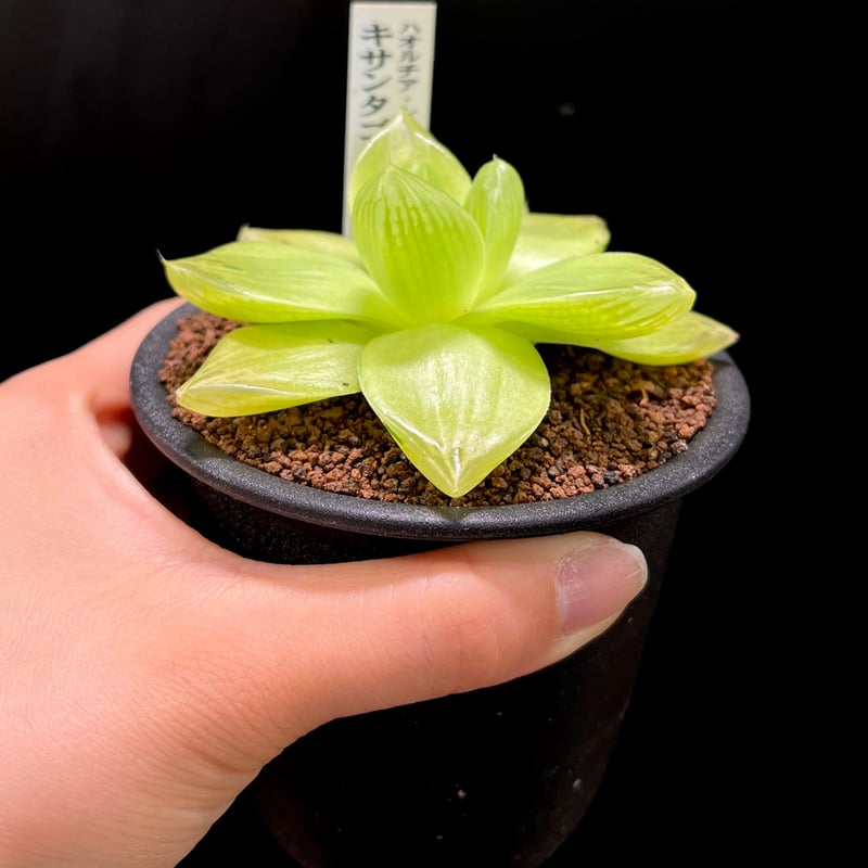 特別品★富を築き理想の人生へ導く黄蛇オルゴブレスレット 特別品☆富を築き理想の人生へ導く黄蛇オルゴブレスレット 特別