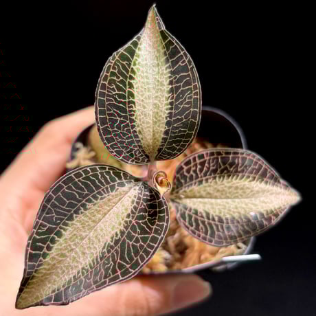 ジュエルオーキッド | STORES