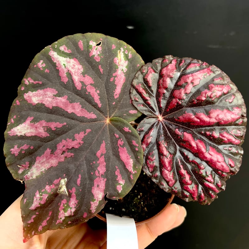 レックスベゴニア 3鉢セット | hanatsumugi GREEN